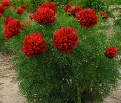 Пион Рубра Плена Тенуифолия (Tenuifolia Rubra Plena) 736 фото