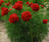 Півонія Рубра Плена Тенуіфолія (Tenuifolia Rubra Plena) 736 фото