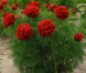 Півонія Рубра Плена Тенуіфолія (Tenuifolia Rubra Plena) 736 фото