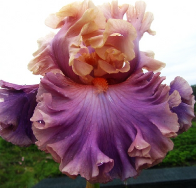 Ирис Фотодженик (Photogenic) 316 фото