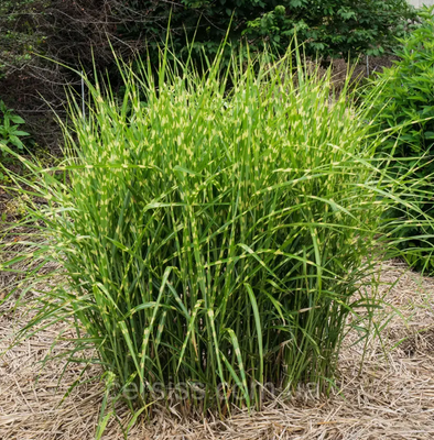 Міскантус китайський Стріктус (Miscanthus sinensis Strictus) контейнер C1 6544 фото
