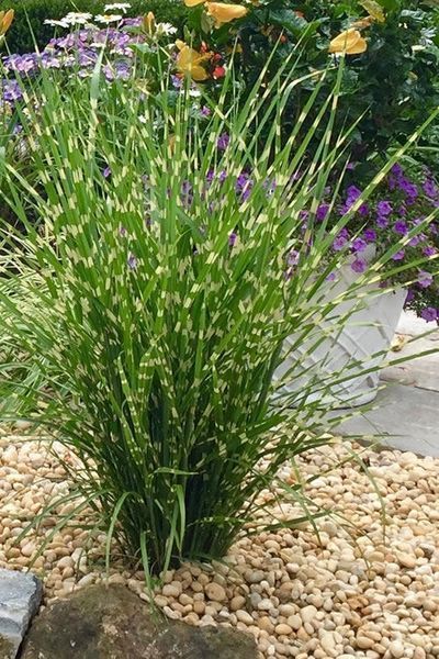 Міскантус китайський Стріктус (Miscanthus sinensis Strictus) контейнер C1 6544 фото
