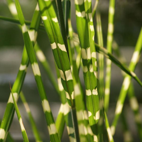 Міскантус китайський Стріктус (Miscanthus sinensis Strictus) контейнер C1 6544 фото