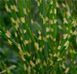 Міскантус китайський Стріктус (Miscanthus sinensis Strictus) контейнер C1 6544 фото 3
