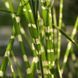 Міскантус китайський Стріктус (Miscanthus sinensis Strictus) контейнер C1 6544 фото 4