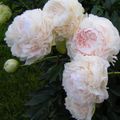 Пионы (Peony)