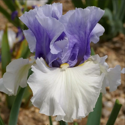 Ирис Краунд Хэдс (Iris Crowned Heads) 370 фото