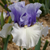 Ирис Краунд Хэдс (Iris Crowned Heads) 370 фото