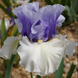 Ирис Краунд Хэдс (Iris Crowned Heads) 370 фото
