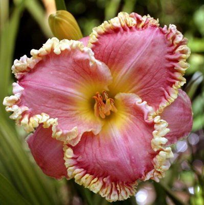 Лилейник Баблгам Делисиаус (Bubblegum delicious) 900 фото