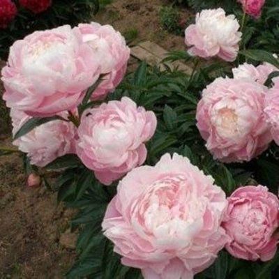 Пион Миртл Джентри (Myrtle Gentry) 753 фото
