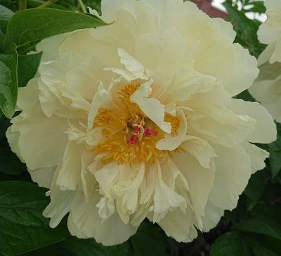 Пион Ванилла Шнапс (Vanilla Schnapps) 737 фото