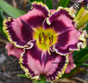 Лилейники (Hemerocallis)