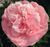 Півонія Етчед Салмон (Etched Salmon) 756 фото