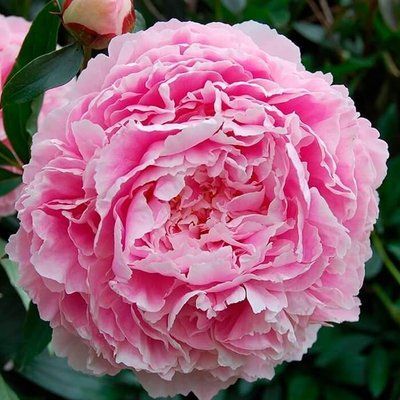 Пион Сара Бернар (Sarah Bernhardt) 706 фото