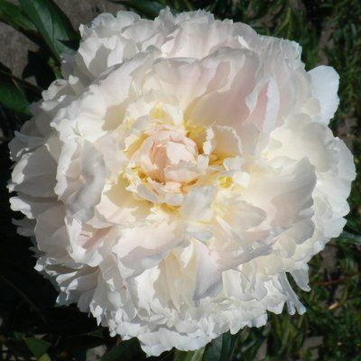 Пион Бразер Чак (Brother Chuck) 709 фото