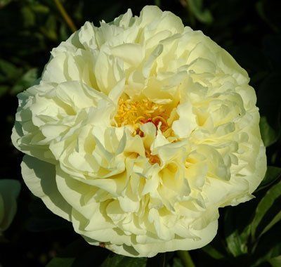 Пион Лемон Шифон (Lemon Chiffon) 710 фото