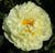 Півонія Лемон Шифон (Lemon Chiffon) 710 фото