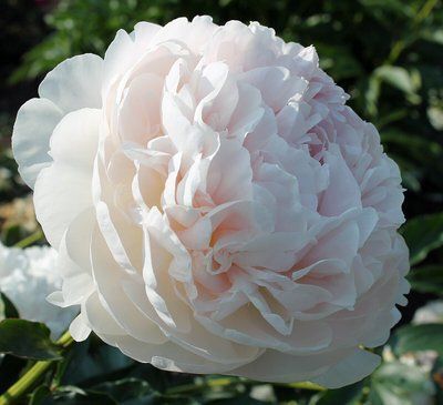 Пион Ширли Темпл (Shirley Temple) 799 фото