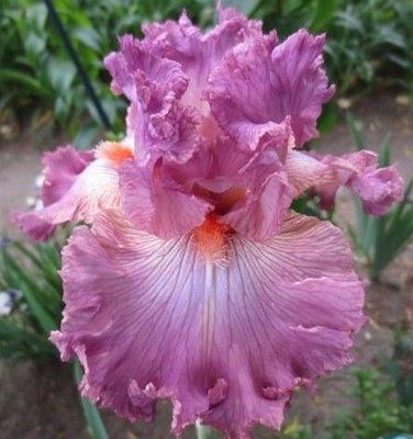Ирис Соушел Грейсис (Social Graces) 384 фото