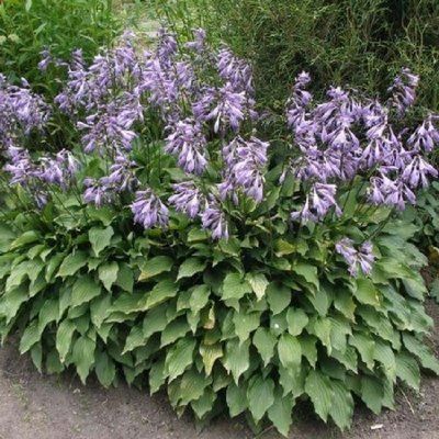 Хоста Ланцифолия (Lancifolia) 514 фото