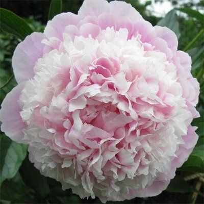 Пион Корнелия Шейлор (Cornelia Shaylor) 765 фото