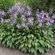 Хоста Ланцифолія (Lancifolia) 514 фото