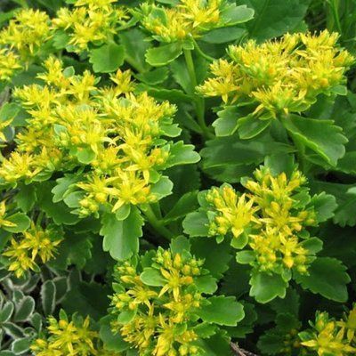 Седум (очиток) Султан (Sedum Sultan) 423 фото