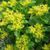 Седум (очіток) Султан (Sedum Sultan) 423 фото