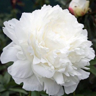 Пион Сноу Принцесс (Snow Princess) 968 фото