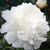 Пион Сноу Принцесс (Snow Princess) 968 фото
