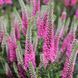 Вероніка Пінк Шейдс (Pink Shadesф) 403 фото