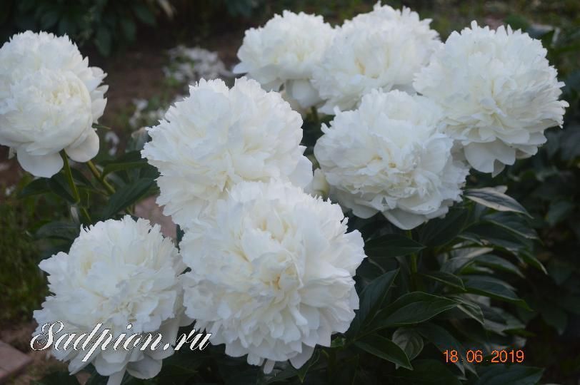 Пион А. Е. Кундред (A.E Kundred) 926 фото