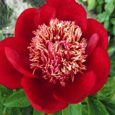 Пион Тиш (Paeonia Tish) 927 фото