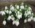 Підсніжник Воронова (Galanthus Woronowii) 320 фото