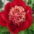 Пион Тиш (Paeonia Tish) 927 фото