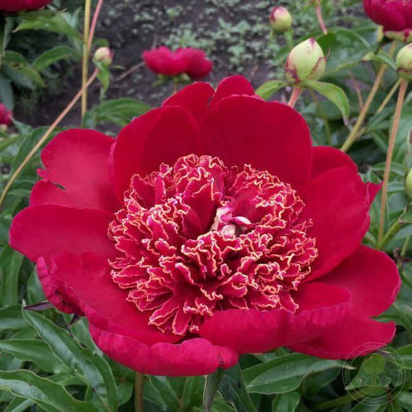 Пион Тиш (Paeonia Tish) 927 фото