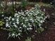 Підсніжник Воронова (Galanthus Woronowii) 320 фото 2
