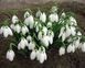 Підсніжник Воронова (Galanthus Woronowii) 320 фото 1