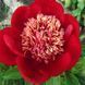 Пион Тиш (Paeonia Tish) 927 фото 1