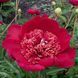 Пион Тиш (Paeonia Tish) 927 фото 2