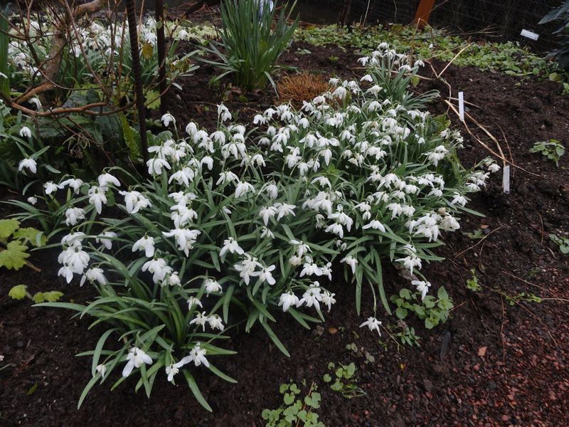 Підсніжник Воронова (Galanthus Woronowii) 320 фото