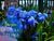 Пролеска сибирская (Scilla siberica) 321 фото