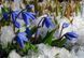 Пролеска сибирская (Scilla siberica) 321 фото 2