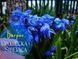 Пролеска сибирская (Scilla siberica) 321 фото 1