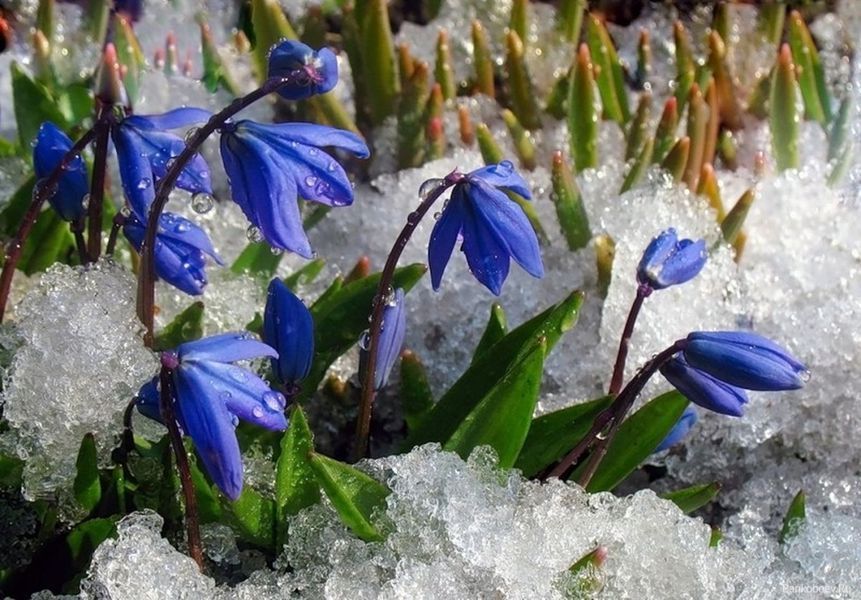 Пролеска сибирская (Scilla siberica) 321 фото