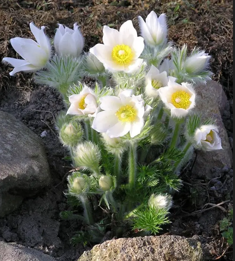 Прострел Альба (Alba) 437 фото