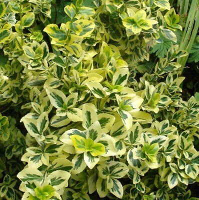 Бересклет Форчуна Канадейл Голд (Canadale Gold) 409 фото