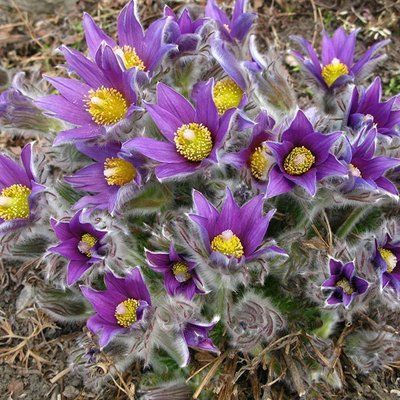 Прострел (сон трава) Пинвил Блу Виолет Шейдс (Pinwheel Blue Violet Shades) 424 фото
