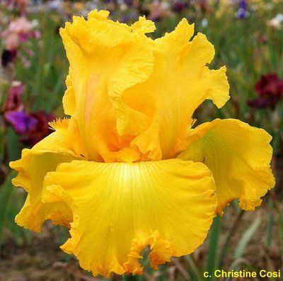 Ирис Амарилло Фрилз (Amarillo Frills) 295 фото